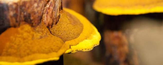 Nammex Phellinus Mushroom Extract 1:1 banner