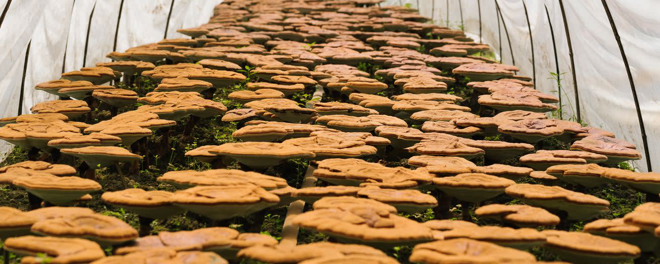 Nammex Reishi Mushroom Extract 1:1 banner