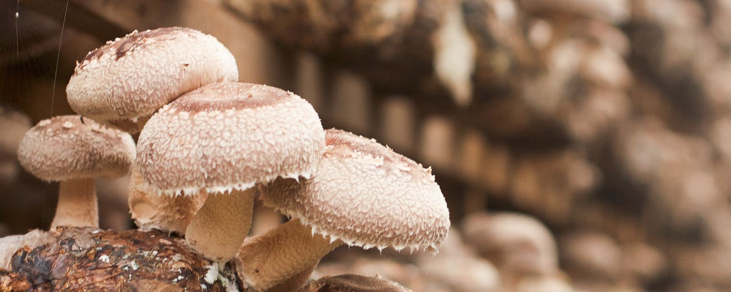 Nammex Shiitake Mushroom Extract 1:1 banner