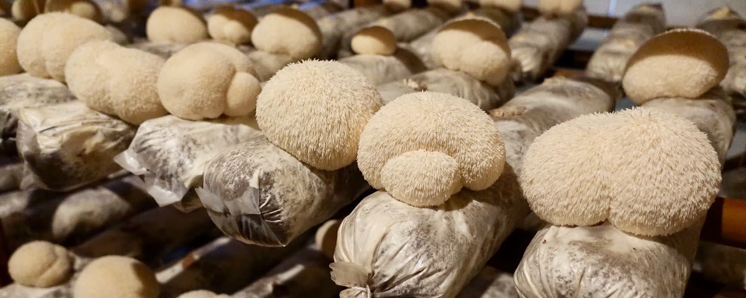 RealLionsMane™ Mushroom Extract 8:1 banner