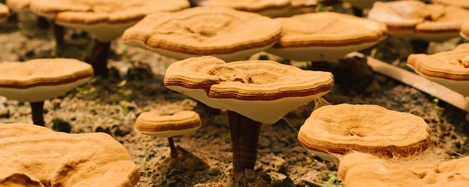 Nammex Mushroom Immune Complex banner