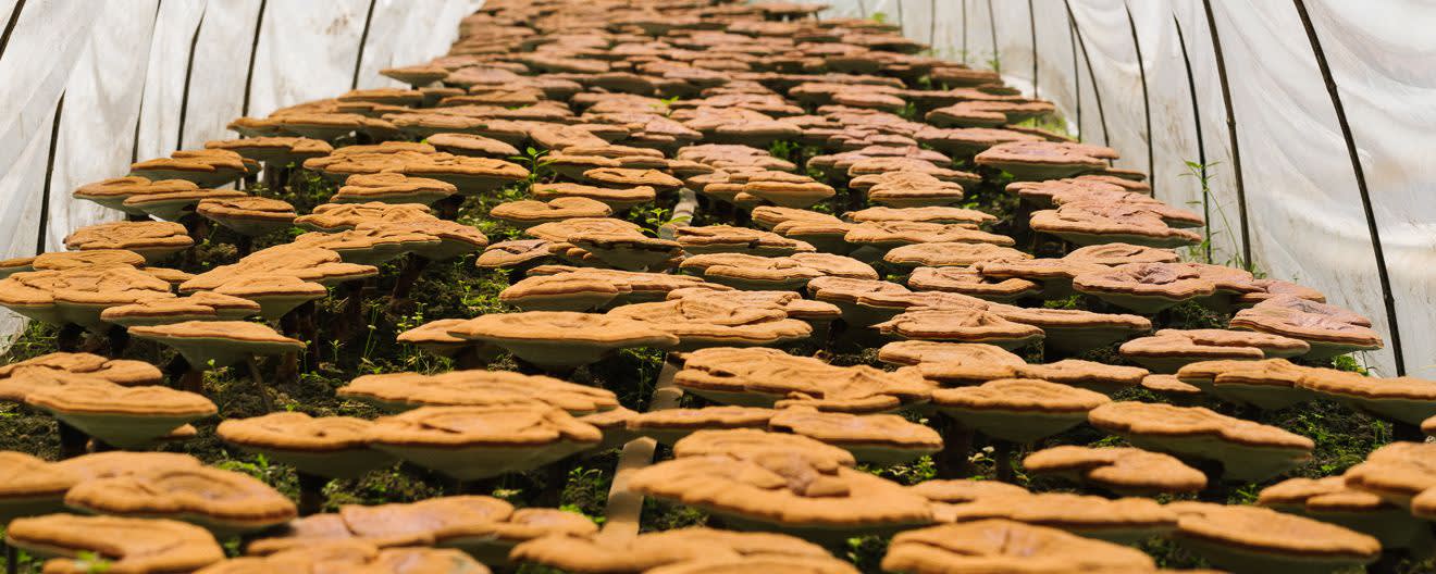 RealReishi™ Mushroom Extract 16:1 banner