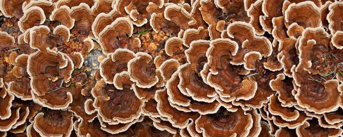 Nammex Turkey Tail Mushroom Extract 1:1 banner