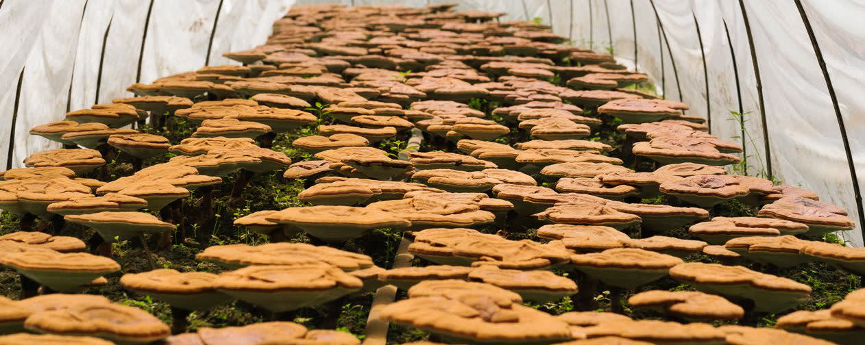 RealReishi™ Mushroom Extract 8:1 banner
