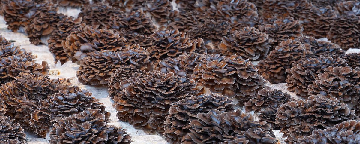 RealMaitake™ Mushroom Extract 4:1 banner