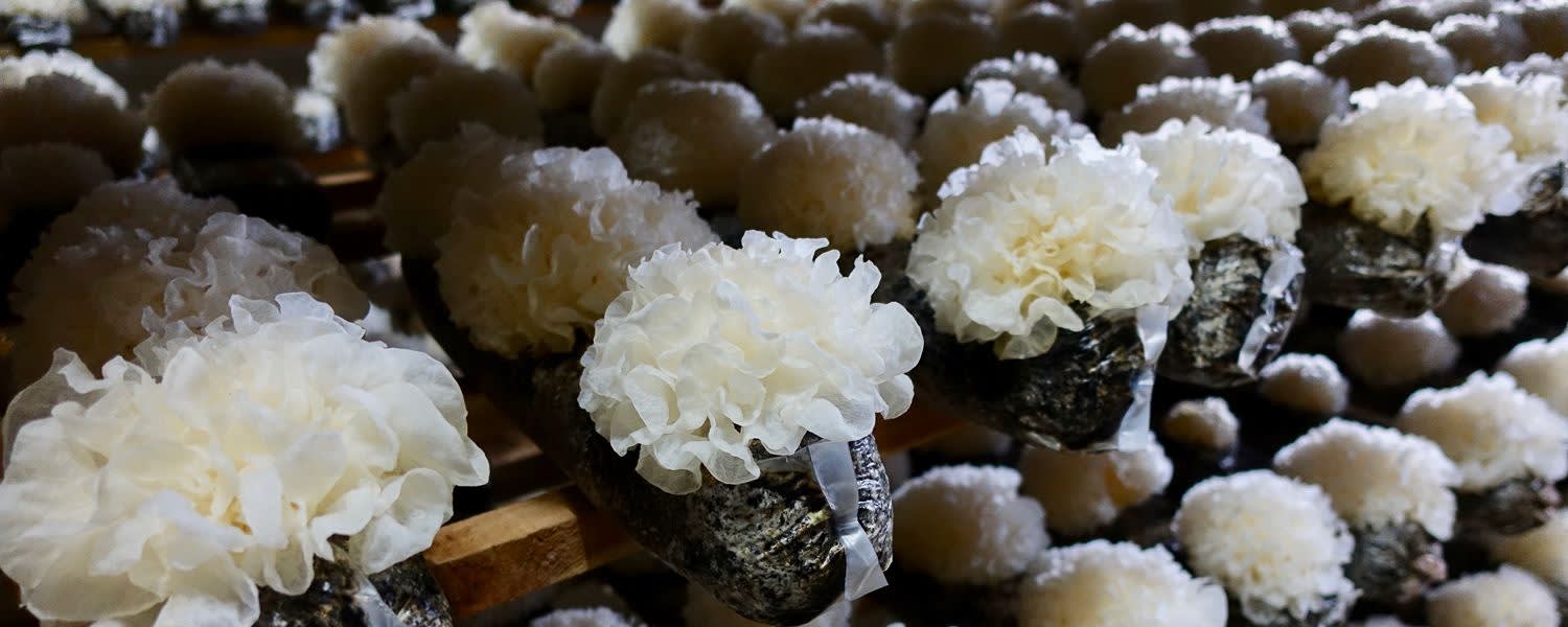 RealTremella™ Mushroom Extract 8:1 banner