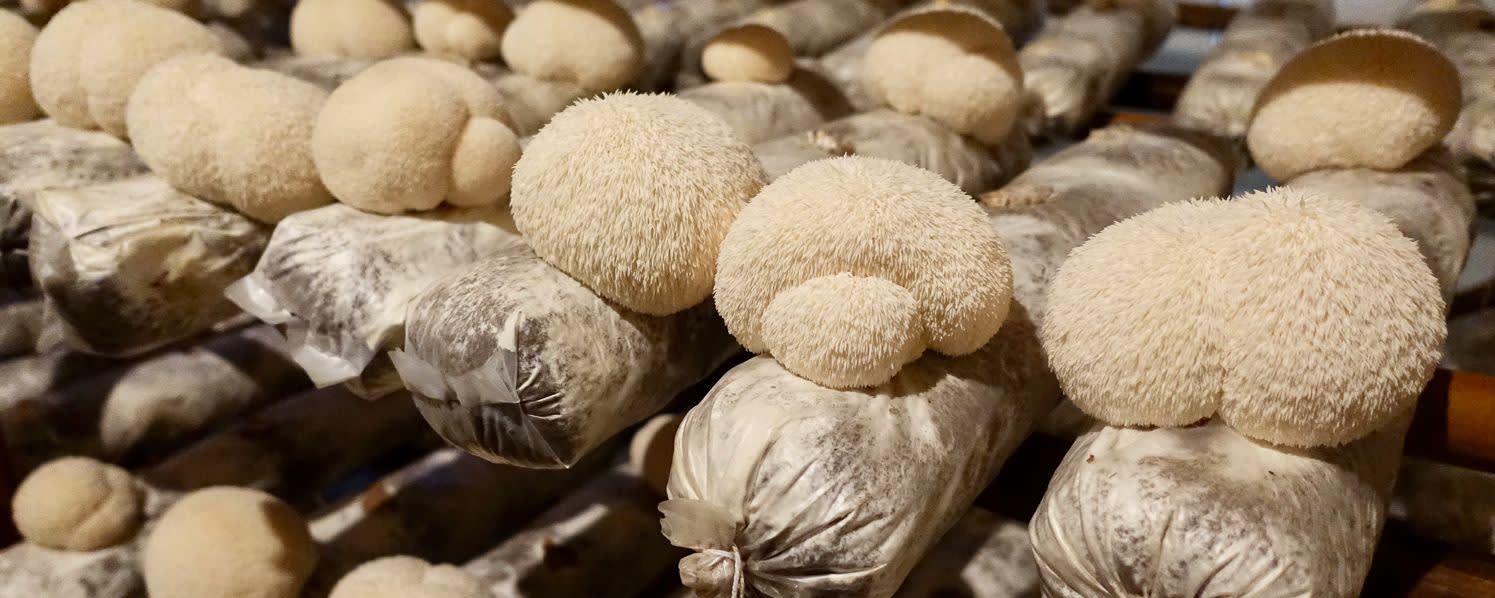 RealLionsMane™ Mushroom Extract 8:1 Dual banner