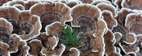RealTurkeyTail banner