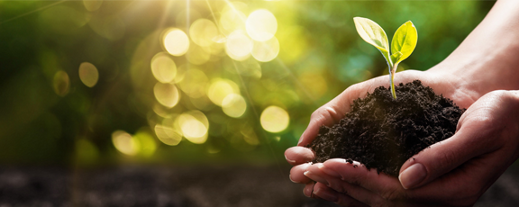 PhytoLite Natural Phytosterol 95% banner