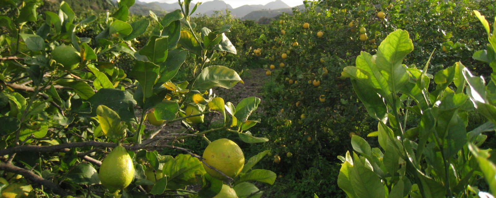 Organic Flavors banner