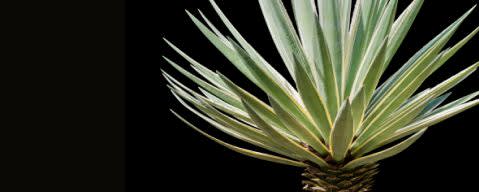 PRIMETIME Nat Agave Syrup Flavor Type (BD-10297) banner