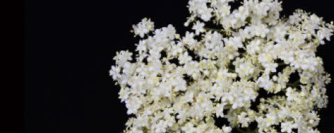 PRIMETIME Nat Elderflower Flavor WONF (BD-10625) banner