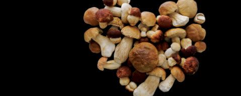 PRIMETIME Nat Mushroom (roasted) Flavor Type (BD-10236) banner