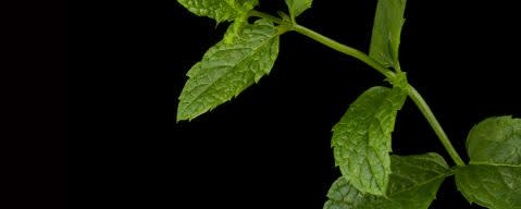 PRIMETIME Nat Garden Mint Flavor WONF (BD-10558) banner