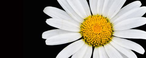 PRIMETIME Nat Chamomile Flavor WONF (BD-10723) banner