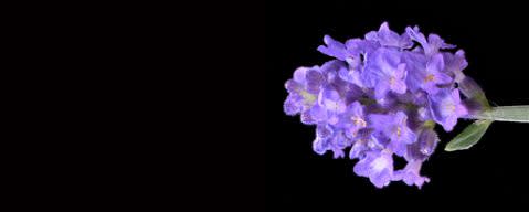 PRIMETIME Nat Lavender Flavor WONF (BD-10804) banner