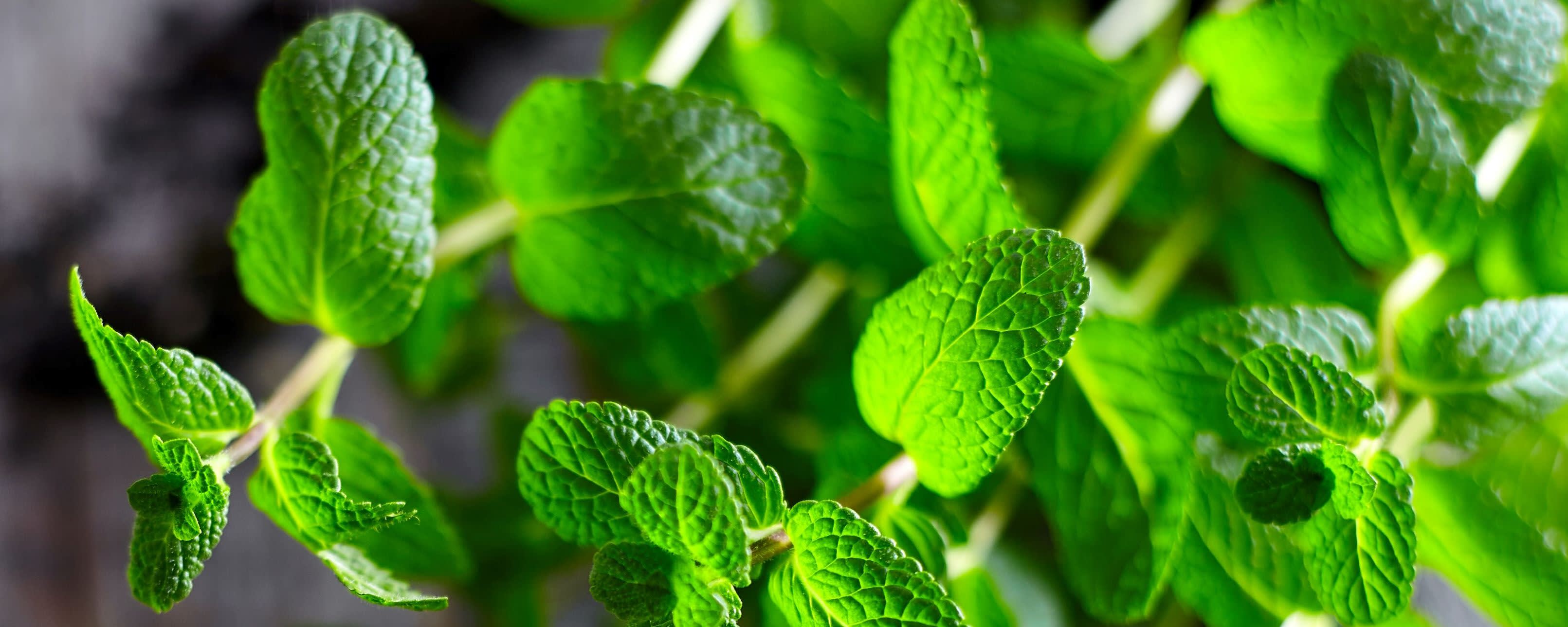 Givaudan Organics Natural Mint Extract (UC-2205) banner