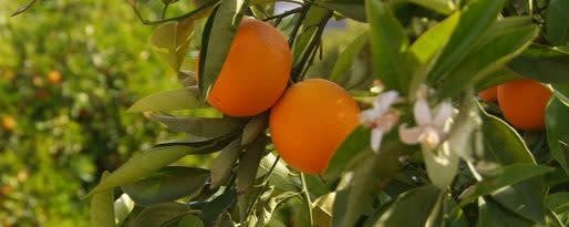 Givaudan Organics Natural Clementine WONF Flavor (UC-10403) banner