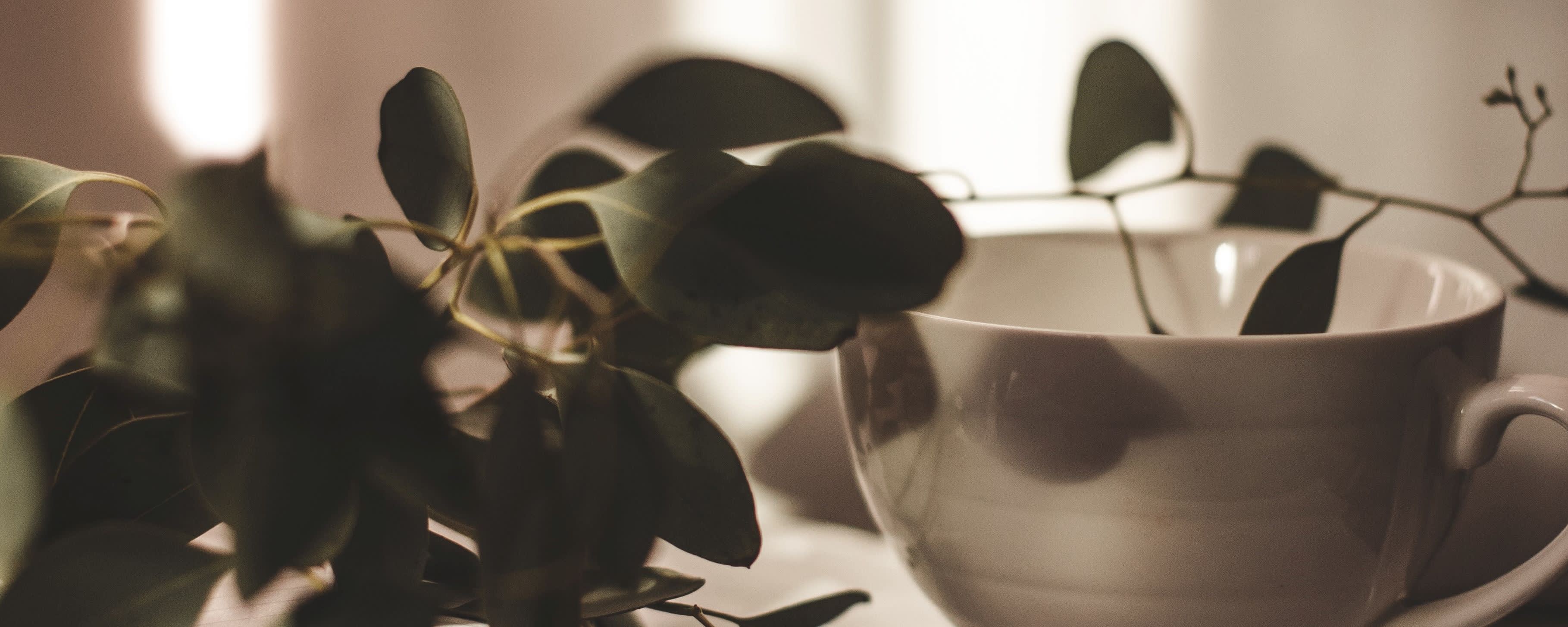 Givaudan Organics Natural Eucalyptus Type Flavor (UD-3629) banner