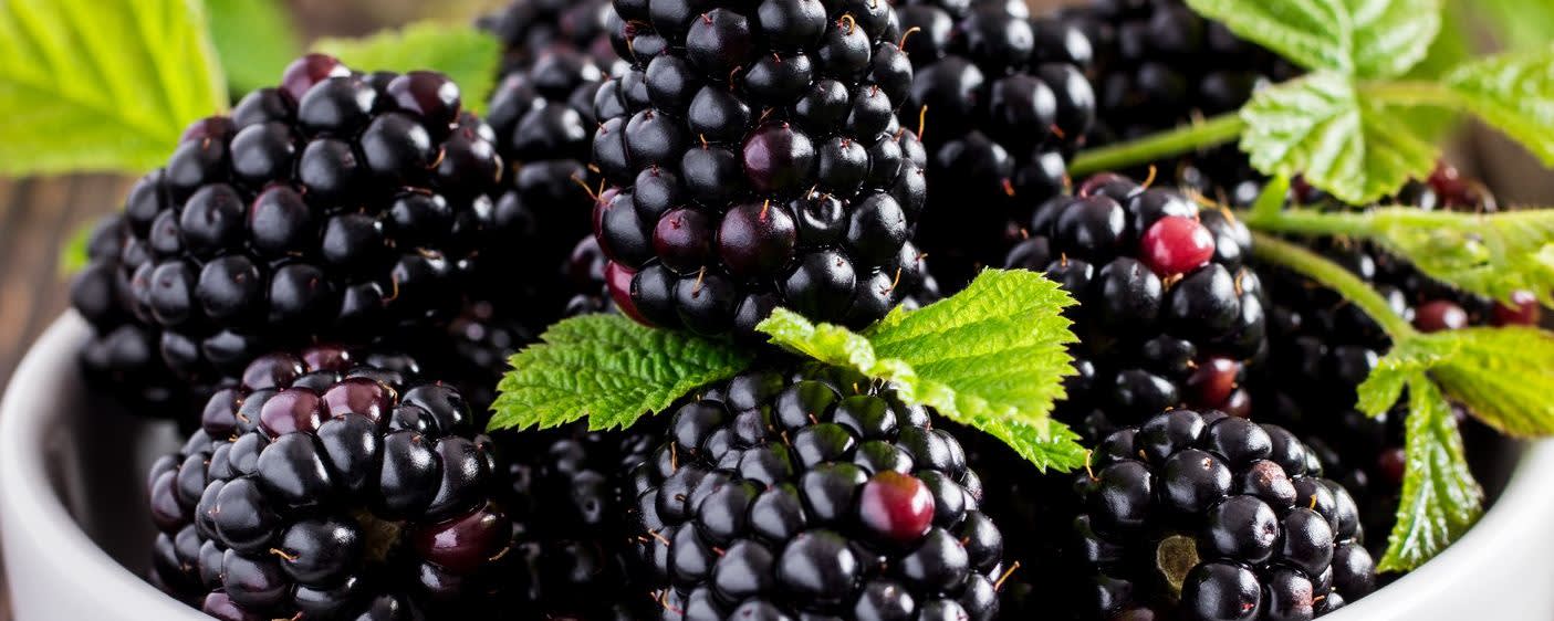 Givaudan Organics Natural Blackberry WONF Flavor (UC-9731) banner