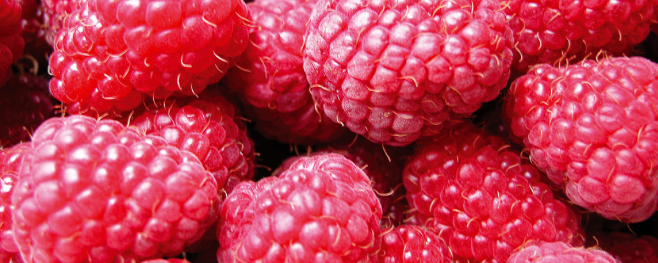 Givaudan Organics Natural Raspberry WONF Flavo (UD-3102) banner