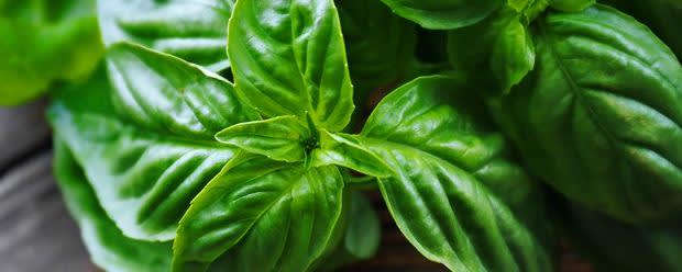 Givaudan Organics Natural Basil Type Flavor (UD-2892) banner