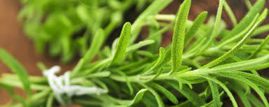 Givaudan Organics Natural Herbal Blend Type Flavor (UD-2875) banner