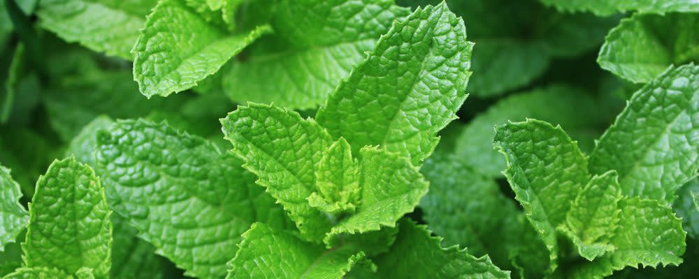 Givaudan Organics Natural Spearmint WONF (UC-9287) banner