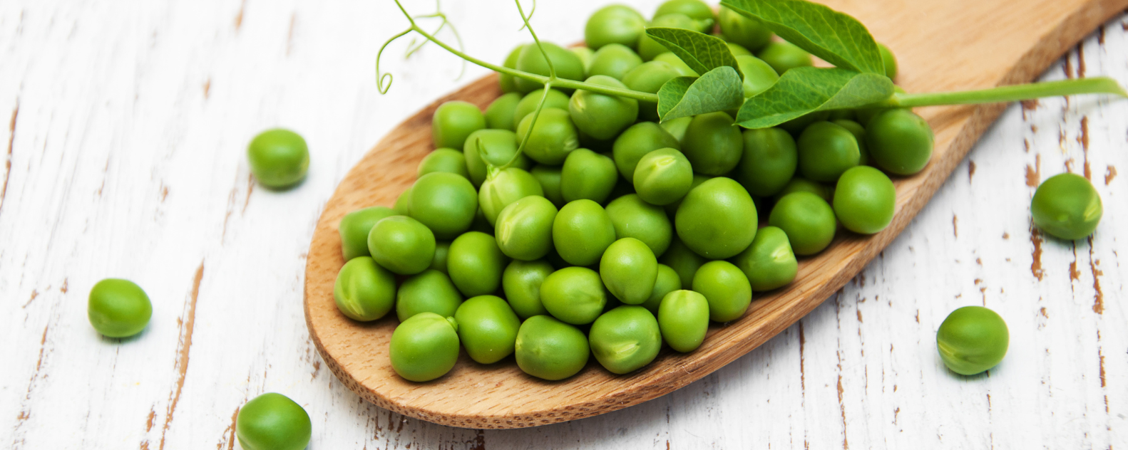 Pea Protein 80% - Bestein™ banner