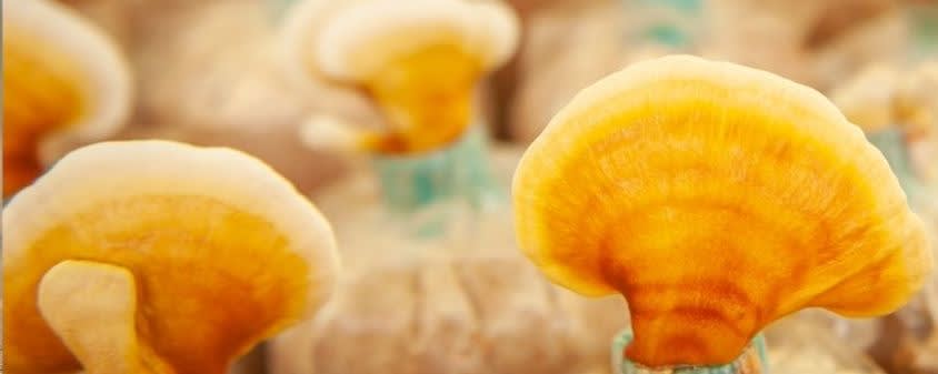 Organic Mushroom Blend  - MUSHPOWER- AdaptGuard™ banner