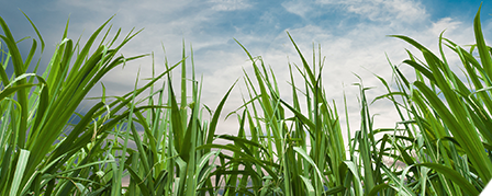 LiquaDry Wheat Grass Juice Powder banner