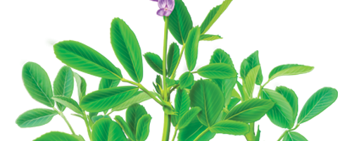 LiquaDry Alfalfa Juice Powder banner