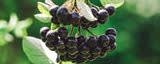 LiquaDry Aronia Juice Powder banner