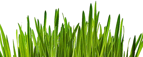 LiquaDry KAMUT Grass Juice Powder banner