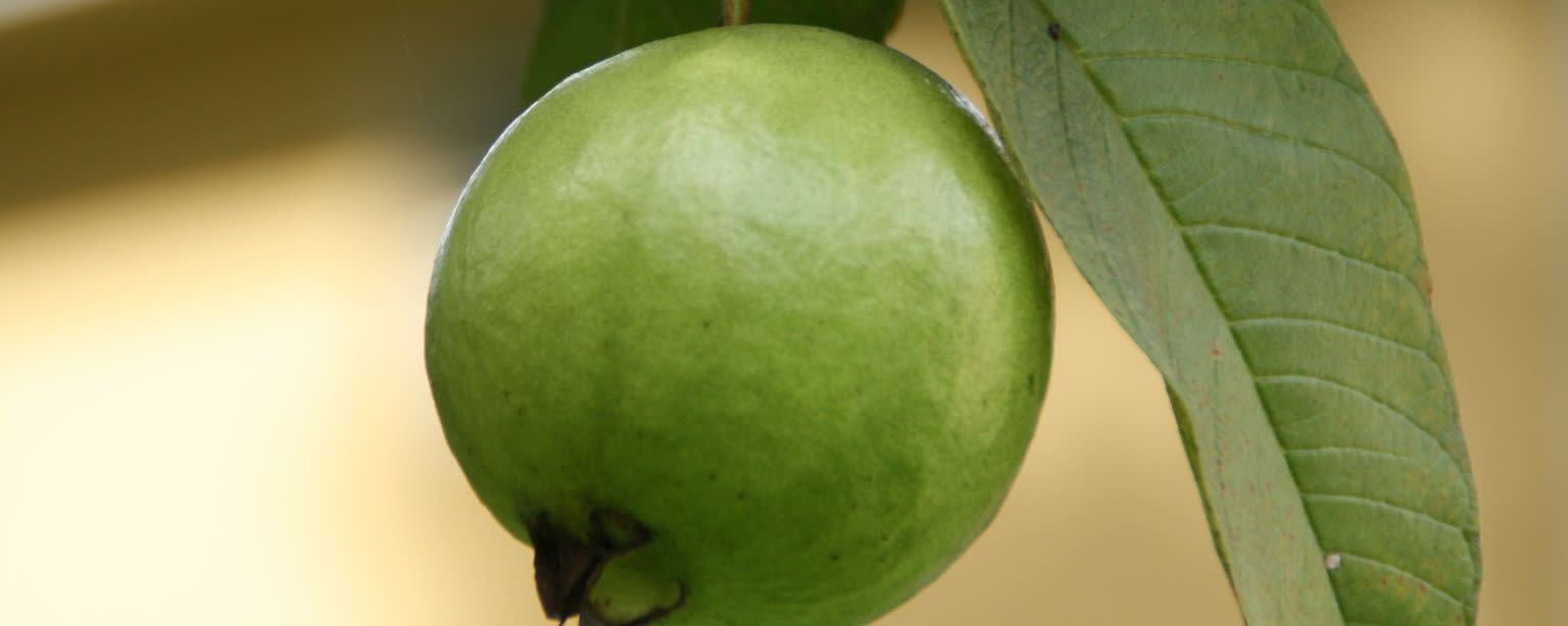 Callisons Guava Flavor NAT WONF DB (107568) banner