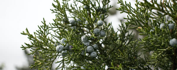 Callisons Juniper Flavor NAT WONF WS (1905512) banner