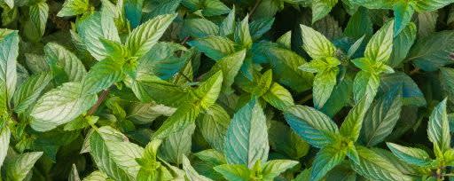 Oral Care Flavors Cool Mint Flavor N&A OS (109908) banner