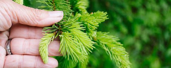 Oral Care Flavors Spruce Tip Type Flavor NAT OS (109895) banner