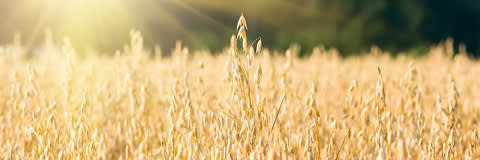 Ceresweet 40- Organic CGFMCS4099 banner