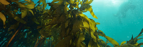 CEAMFIBRE 7110 banner