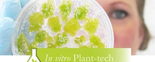 In Vitro Plant-Tech AB Milk thistle Plant Stem Cell Extract banner