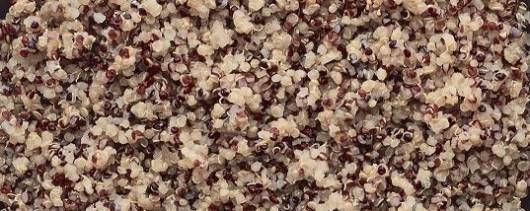 FURMANO'S® Fully Cooked Tri-color Quinoa banner