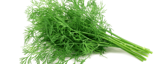 AYALI GROUP Dill Essential Oil – Seeds And Weeds banner