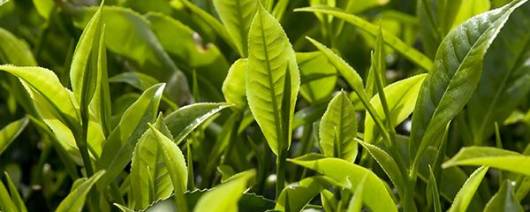 Berkemyol® Green Tea banner