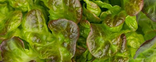 KALERA® Ready-To-Eat Premium Red Oak Living Lettuce banner