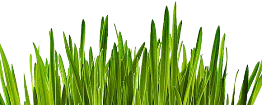 LiquaDry KAMUT Grass Juice Powder banner