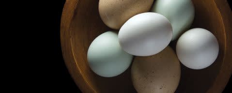 PRIMETIME Nat Egg Yolk Flavor Type (BD-10326) banner