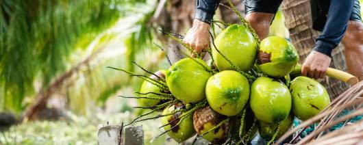 Organic Coconut MCT (Cerin® CCT) banner