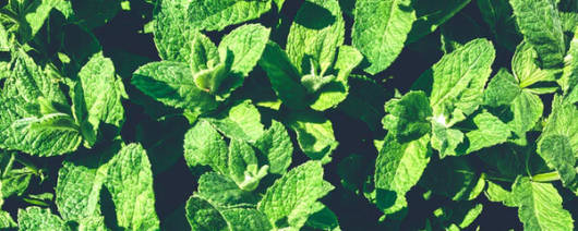 Garden Mint Flavor NAT WS (1911412) banner