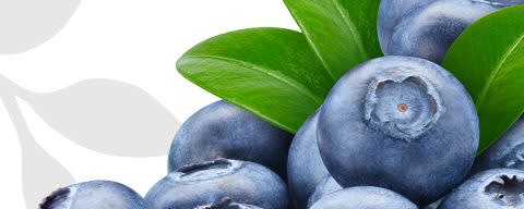 Flavor Producers Natural Flavor Blend (Blueberry Type) Powder (ELF1056) banner